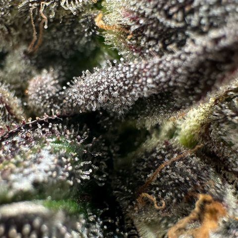 Misc x (LA Kush x Zkittles) #33 19.08g growlog timeline photo