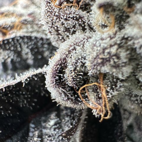 Misc x (LA Kush x Zkittles) #10 growlog timeline photo
