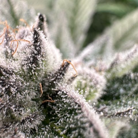 MiscxLAZ #29 C growlog timeline photo