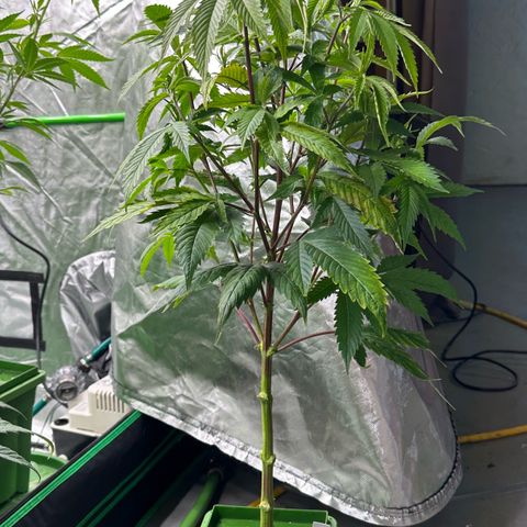 MiscxLAZ 5-4 34.63g growlog photo: Lollipopped and flipped to flower