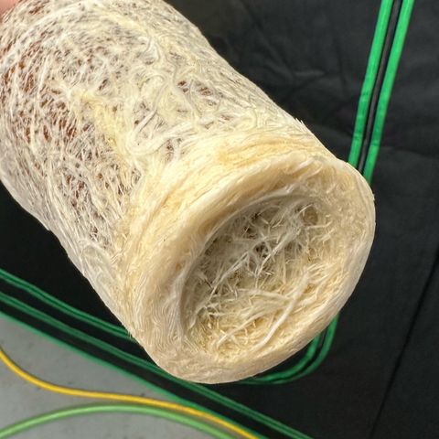 MiscxLAZ #29 C growlog timeline photo