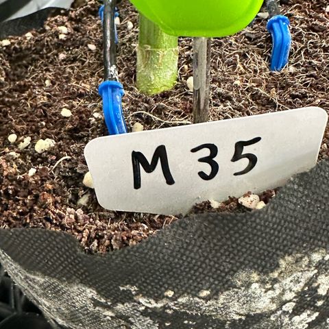 Misc x (LA Kush x Zkittles) #35 28.55g growlog timeline photo