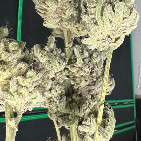 CxLAZ #24 37.13g growlog timeline photo