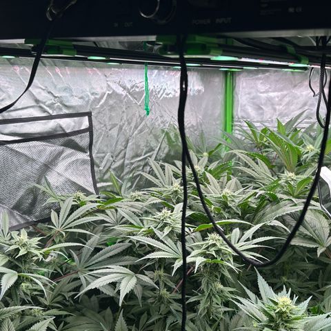 Fuel D.OG #1 Female 47.36g growlog timeline photo