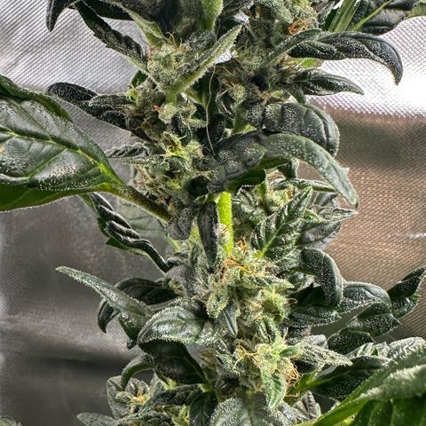 Auto Think Different  #3 growlog timeline photo