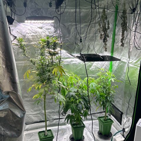 Shaman growlog timeline photo