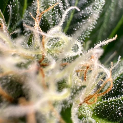 Fuel D.OG #2 Female 49.44g M growlog timeline photo