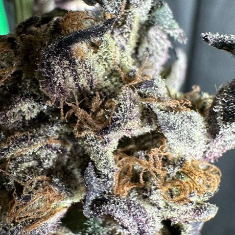 Misc x (LA Kush x Zkittles) #37 42.26g growlog photo: Moved to plastic bag