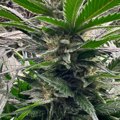 Fuel D.OG #1 Female 47.36g growlog timeline photo