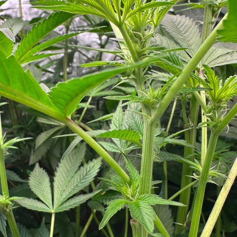 MiscxLAZ #37 C growlog timeline photo