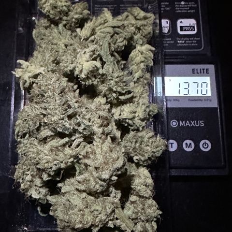 CxLAZ #20 13.7g growlog timeline photo