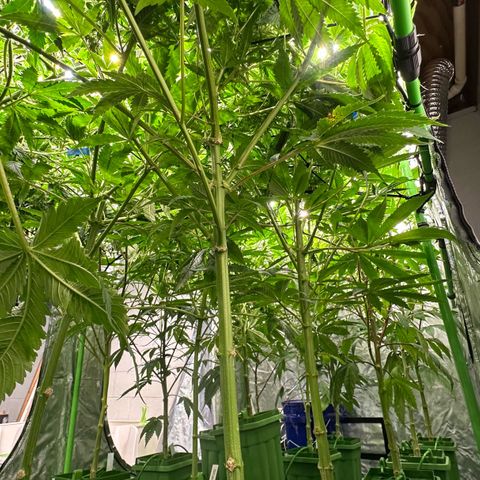 Fuel D.OG #2 Female 49.44g M growlog timeline photo