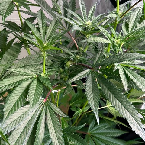 MiscxLAZ #29 C growlog timeline photo