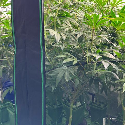 MiscxLAZ #26 C #1 47.15g growlog timeline photo