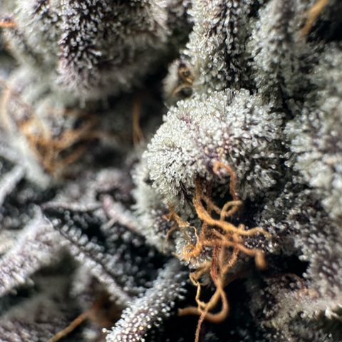 Misc x (LA Kush x Zkittles) #10 growlog timeline photo