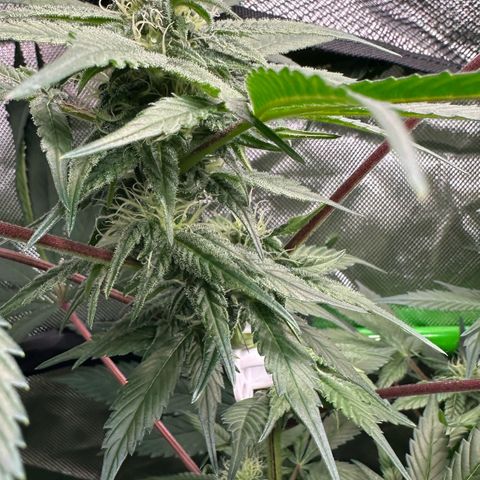 CxLAZ #03 C #1 58.58g growlog timeline photo