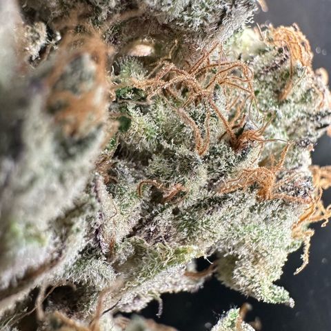 CxLAZ #31 58.75g growlog photo: Trimmed and moved to jar