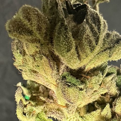Misc x (LA Kush x Zkittles) #05 growlog timeline photo