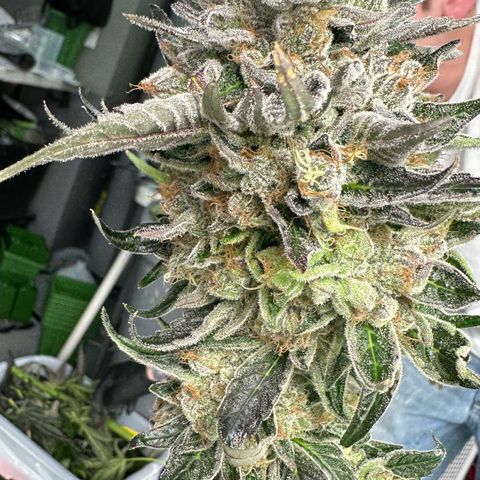 CxLAZ #14 53.59g growlog photo: Harvest day