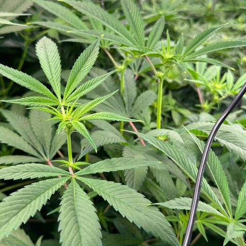 MiscxLAZ #26 C #1 47.15g growlog timeline photo