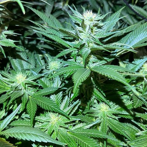 MiscxLAZ #29 C growlog timeline photo