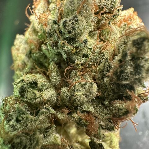 CxLAZ #06 growlog timeline photo