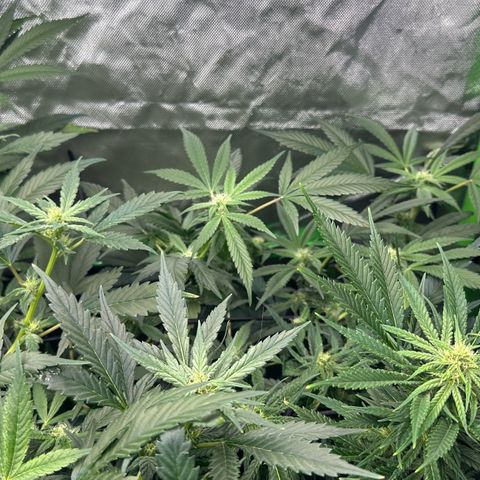 Fuel D.OG #1 Female 47.36g growlog timeline photo