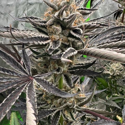 CxLAZ #16 50.72g growlog timeline photo
