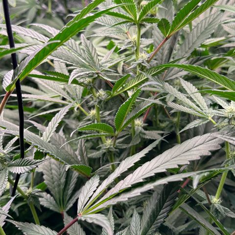 MiscxLAZ #29 C growlog timeline photo
