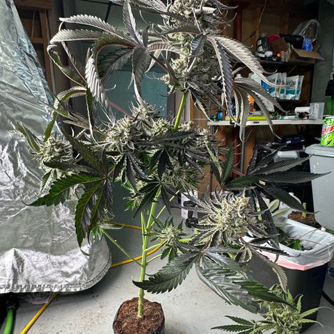 CxLAZ #24 37.13g growlog photo: Harvest day