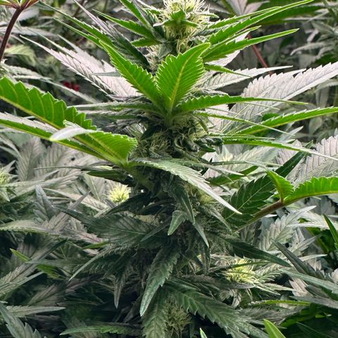 Fuel D.OG #1 Female 47.36g growlog timeline photo