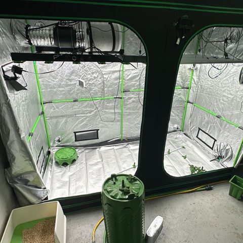 CxLAZ #16 50.72g growlog timeline photo