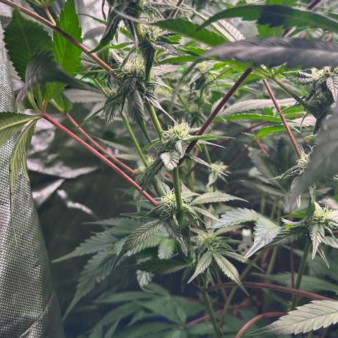 CxLAZ #03 C #1 58.58g growlog timeline photo