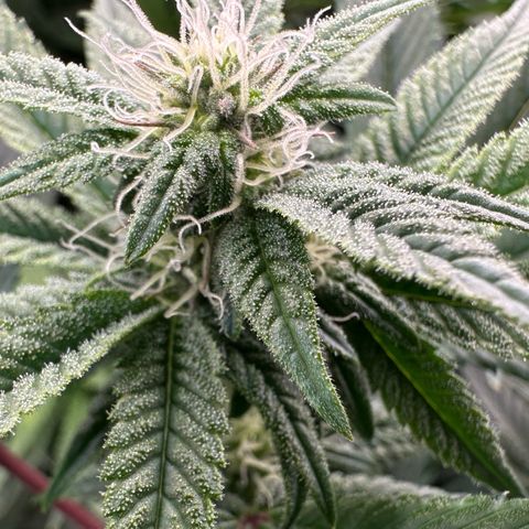 MiscxLAZ #26 C #1 47.15g growlog timeline photo