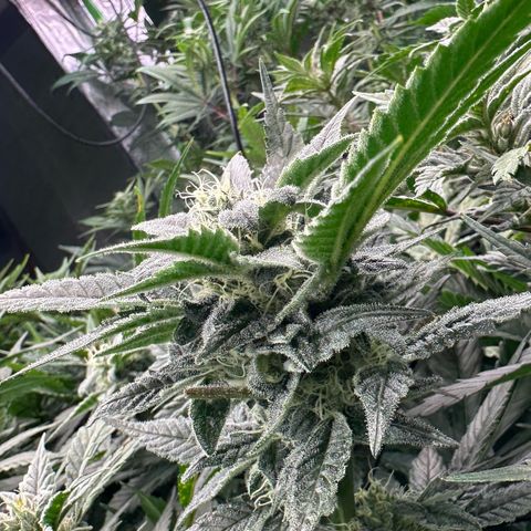 MiscxLAZ #08 C #1 growlog timeline photo