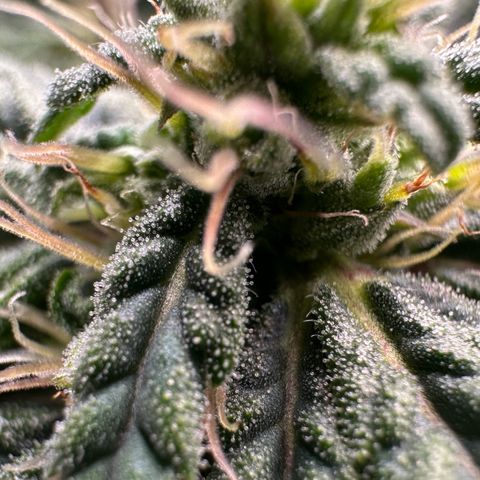 Fuel D.OG #2 Female 49.44g M growlog timeline photo