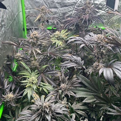 CxLAZ #16 50.72g growlog timeline photo