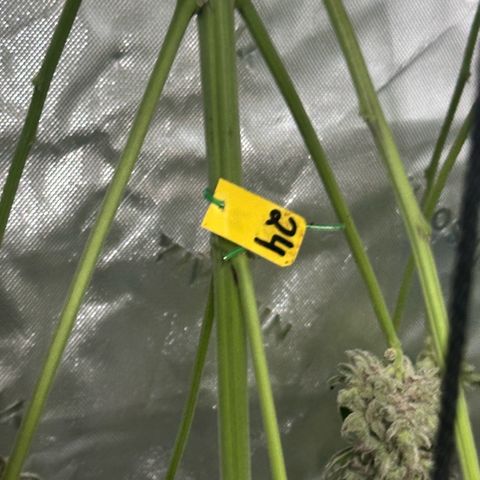 CxLAZ #24 37.13g growlog timeline photo