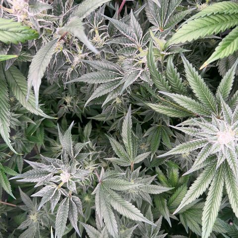 MiscxLAZ #37 C growlog timeline photo