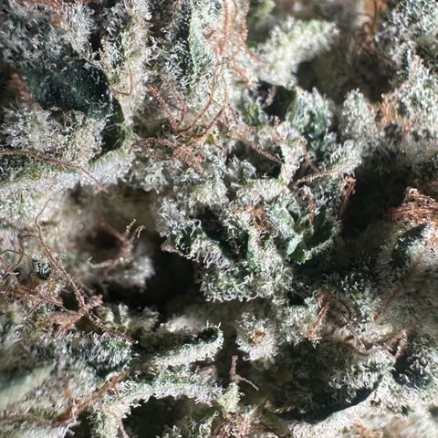 CxLAZ #15 52g growlog photo: Trim and put in grove bag, kind of dry.