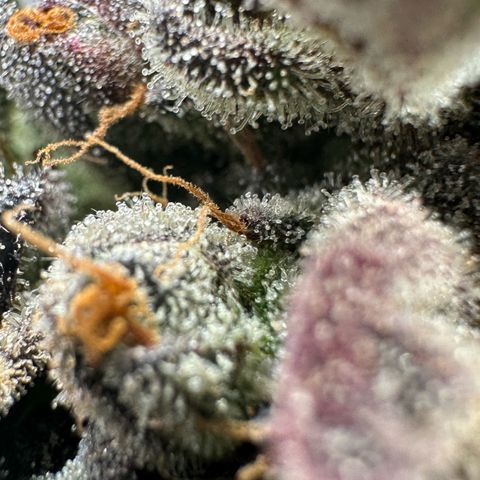 Misc x (LA Kush x Zkittles) #33 19.08g growlog timeline photo