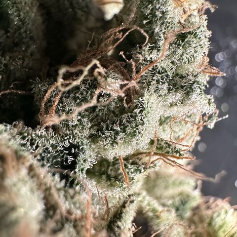 CxLAZ #20 13.7g growlog timeline photo