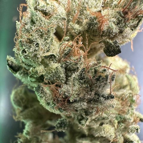 CxLAZ #06 growlog timeline photo