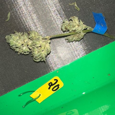 CxLAZ #20 13.7g growlog timeline photo