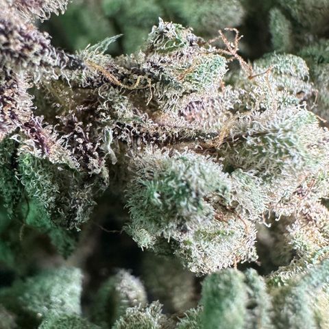 Misc x (LA Kush x Zkittles) #28 13.53g growlog timeline photo