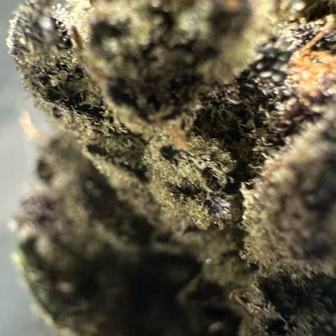 Misc x (LA Kush x Zkittles) #22 34.14g growlog timeline photo