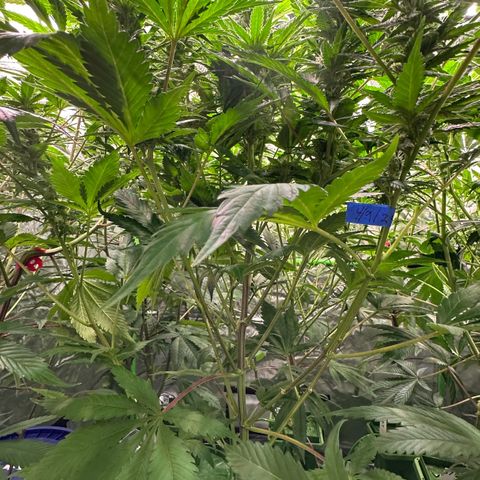Fuel D.OG #1 Female 47.36g growlog timeline photo