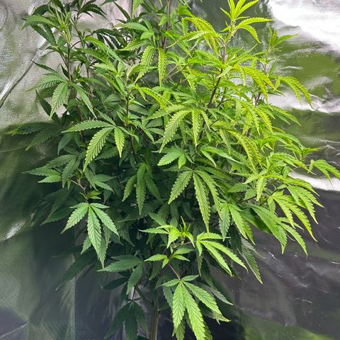 CxLAZ #15 C #1 growlog timeline photo