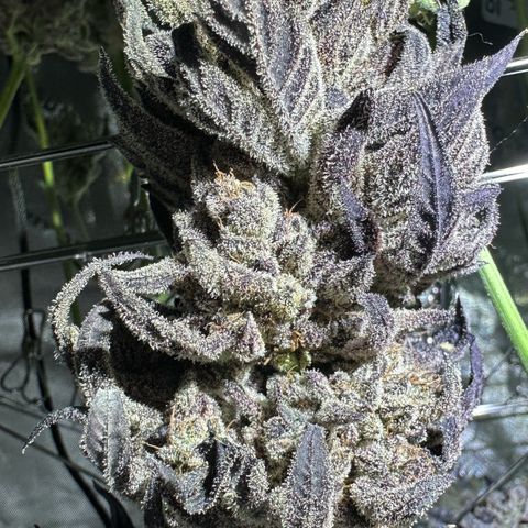 Misc x (LA Kush x Zkittles) #22 34.14g growlog timeline photo