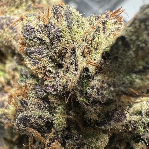 CxLAZ #03 45.52g growlog timeline photo